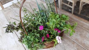 Como fazer uma horta na Fazenda Capoava