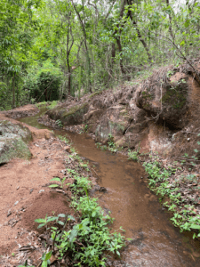 Biomas do Brasil: Mata Atlântica