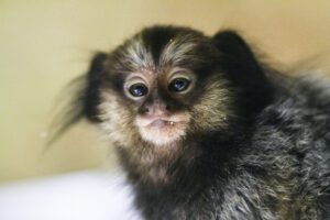 Animais do Brasil Sagui-de-tufo-preto na Fazenda Capoava
