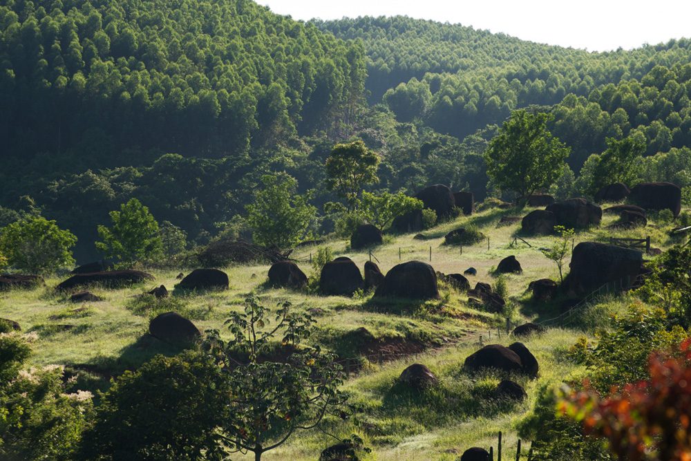 floresta02