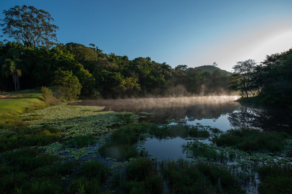 floresta03