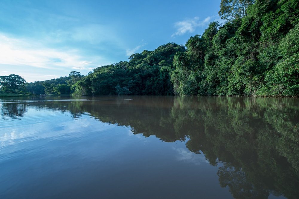 floresta04