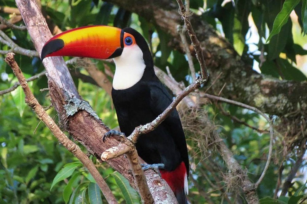 tucano3