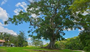 O contato com a natureza pode melhorar sua saúde mental